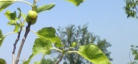 albero di fichi
